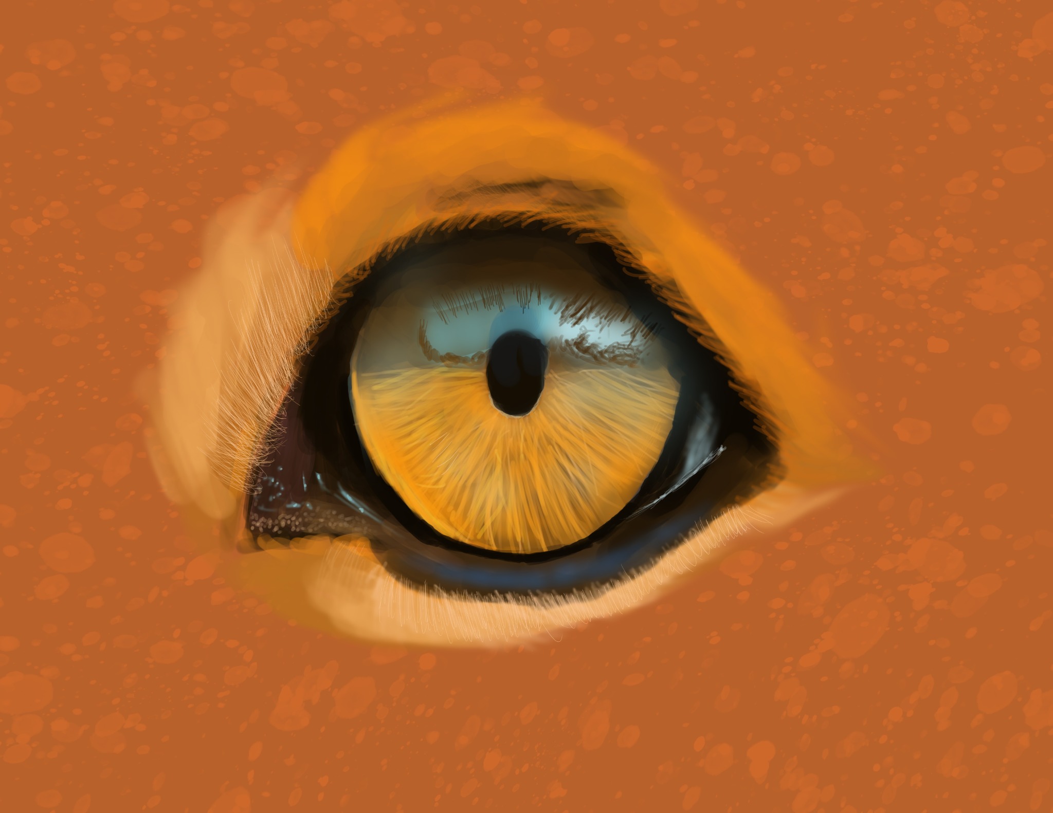 Lion Eye